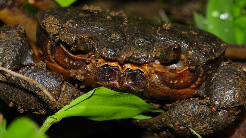 Файл:Potamon ibericus (3).JPG