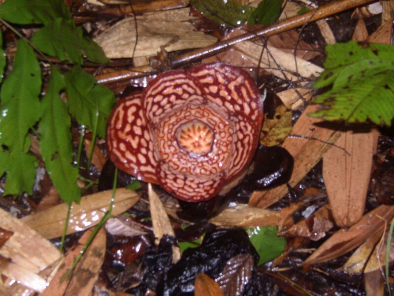 Файл:Rafflesia sp Kinabalu.jpg