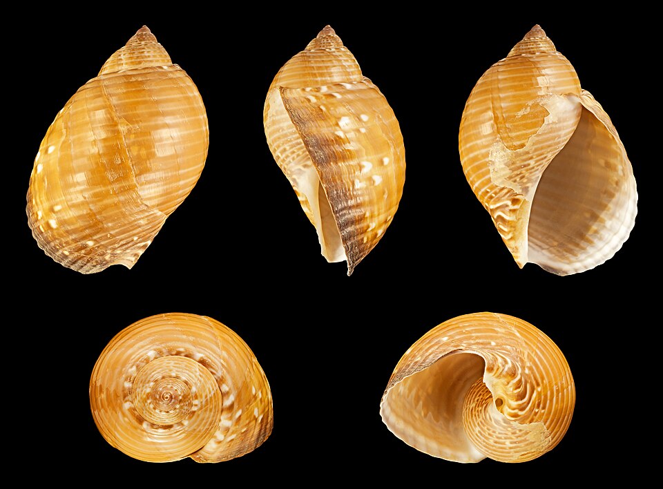 Файл:Tonna perdix 01.JPG