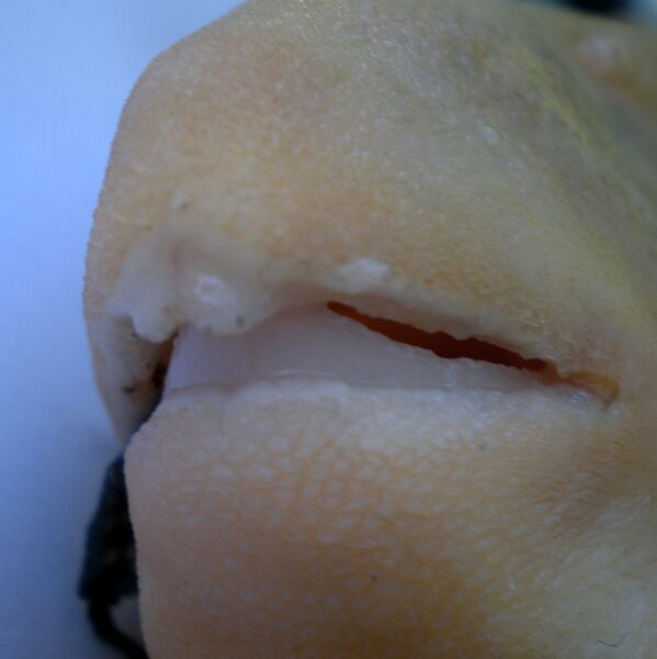 Файл:Triodon macropterus JNC2989 Teeth.JPG