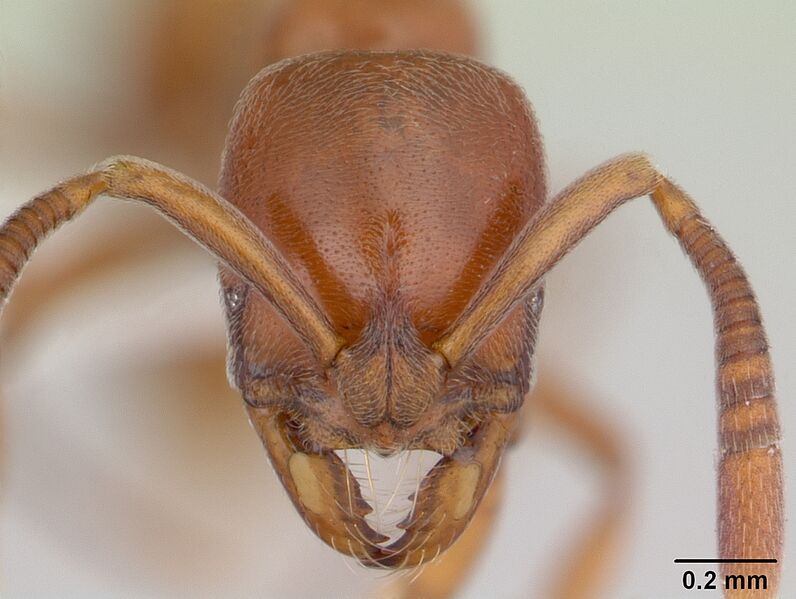 Файл:Asphinctopone silvestrii casent0178221 head 1.jpg