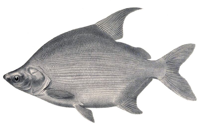 Файл:Citharinus citharus.jpg
