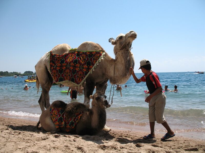 Файл:Issyk-Kul Camel Aug 2006.JPG