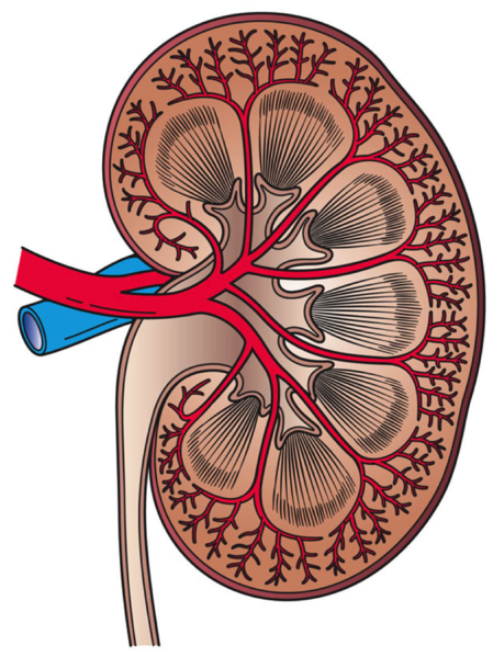 Файл:Kidney Cross Section.png