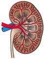 Миниатюра для версии от 14:47, 3 августа 2024