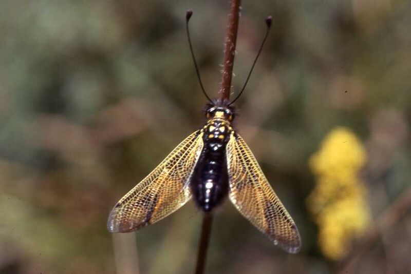 Файл:Libelloides longocornis.jpg