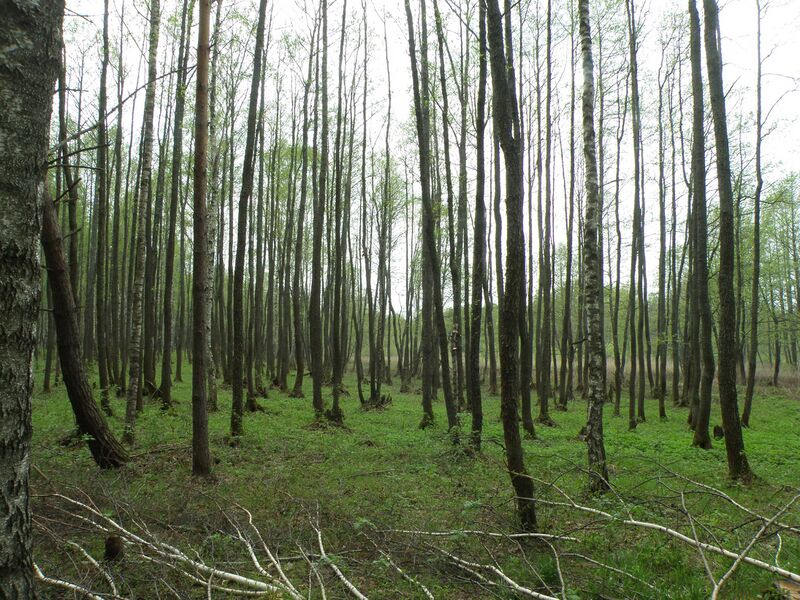 Файл:Naromsha valley.JPG