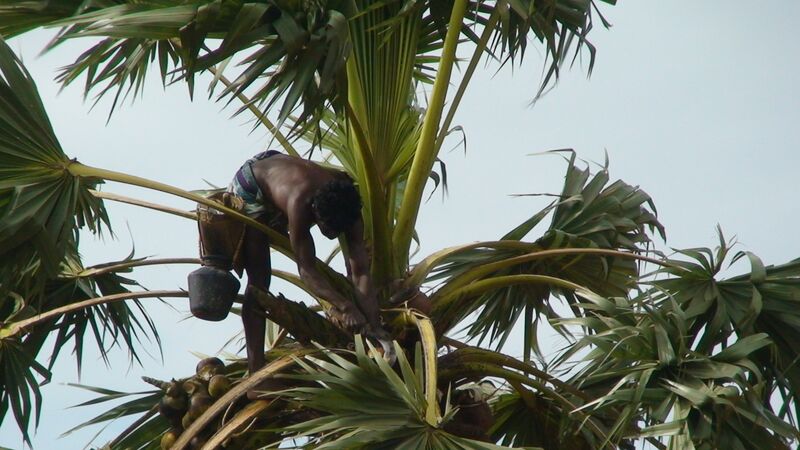 Файл:Palm tree climber.JPG