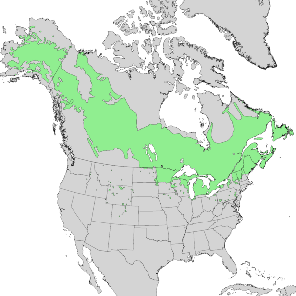 Файл:Populus balsamifera range map 1.png