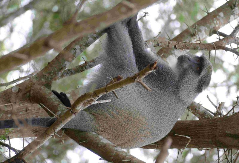 Файл:Samango Monkey (Cercopithecus albogularis) (31694955257).jpg
