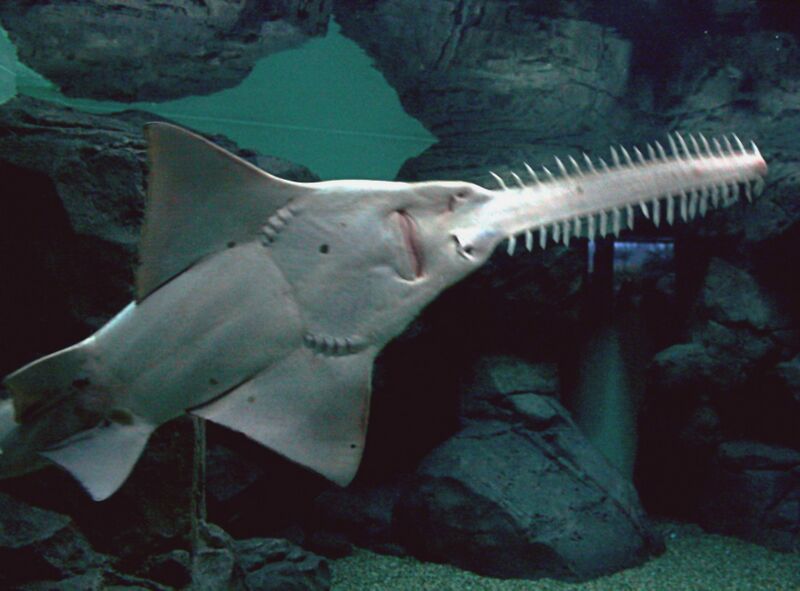 Файл:2009 Pristis microdon1.JPG