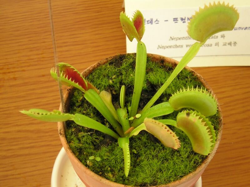 Файл:Flytrap.jpg
