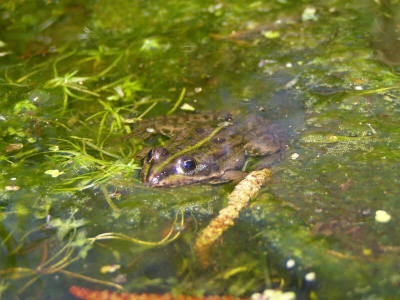 Файл:Frog Rex 4.jpg