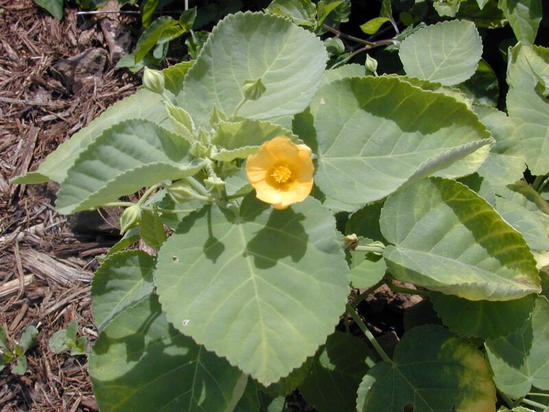 Файл:Sida fallax.JPG