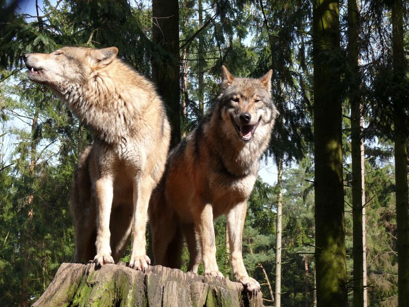 Файл:Wolf 610.JPG
