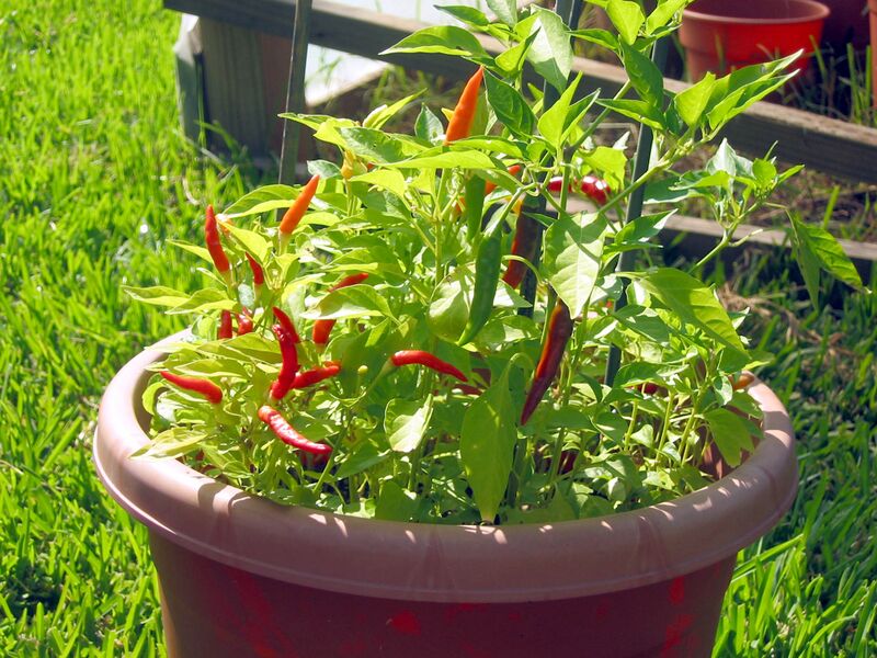 Файл:African red devil peppers.jpg