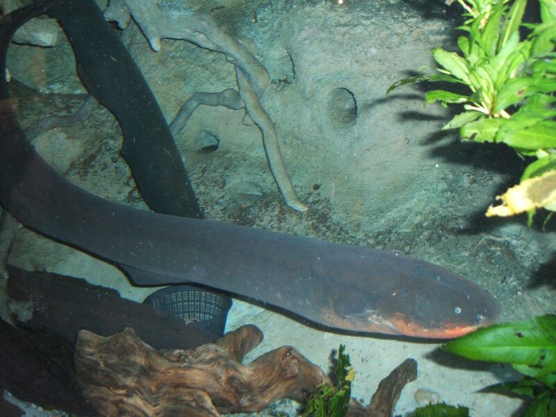 Файл:Electric-eel2.jpg