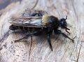 Laphria ephippium