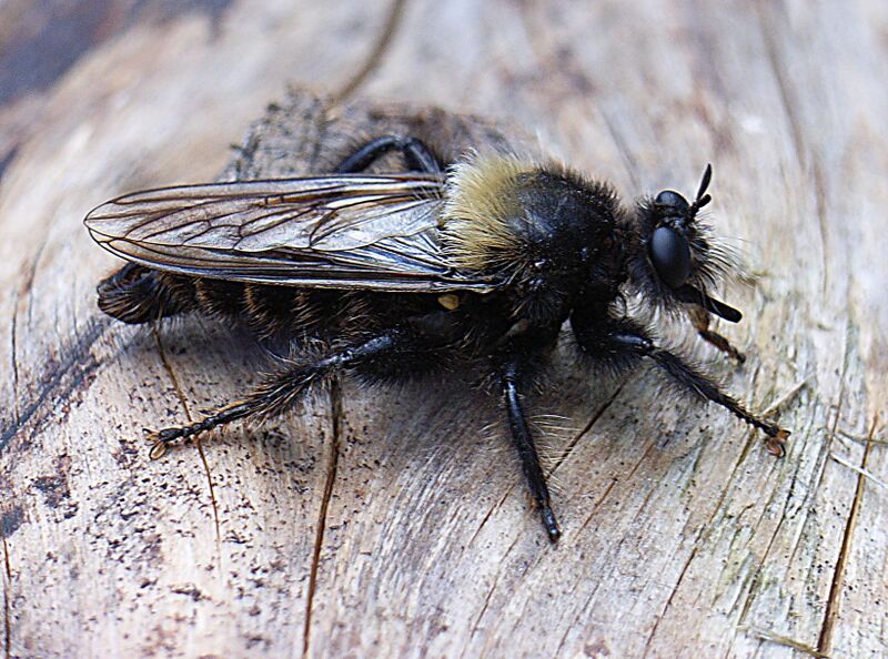 Файл:Laphria ephippium bl.JPG