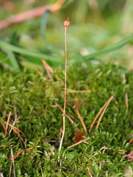 Файл:Moneses uniflora.jpeg