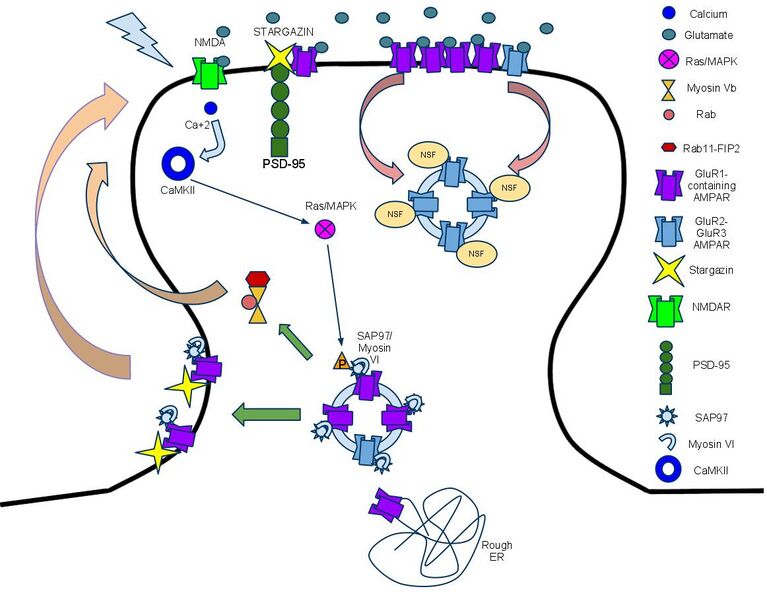 Файл:RegulationOfAMPARTrafficking.jpg