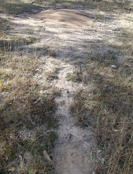 Файл:Ant nest.JPG