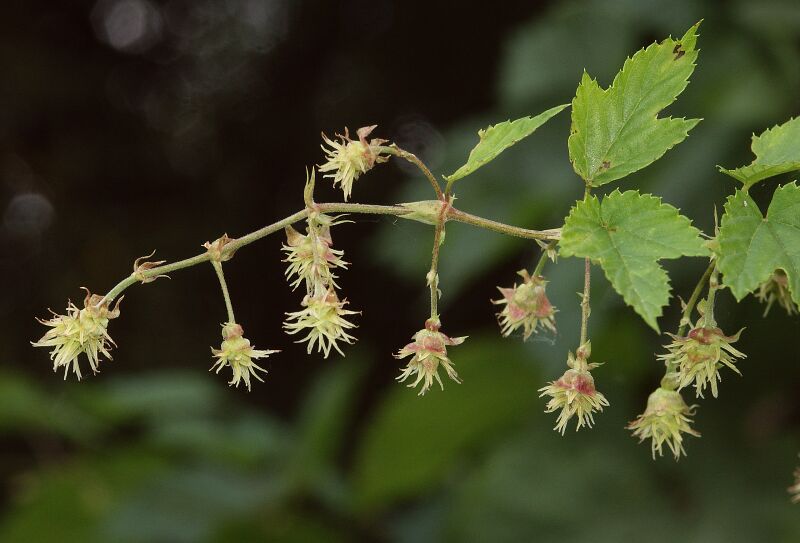 Файл:Humulus lupulus 070805.jpg