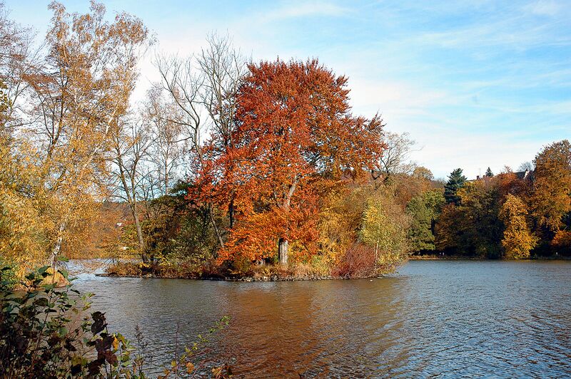 Файл:Juncus Pond Greiz.jpg