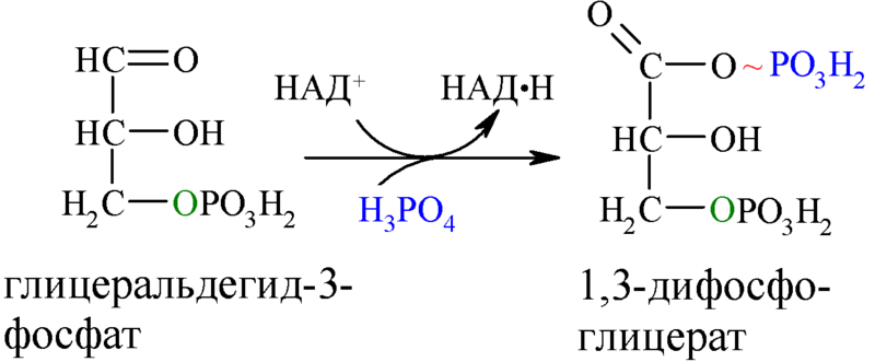 Файл:Reaction-GA3P-13DPG.png