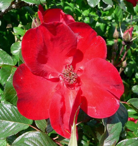 Файл:Rosa Robusta 2.jpg