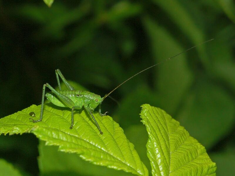 Файл:Tettigoniidae - Tettigonia sp...JPG