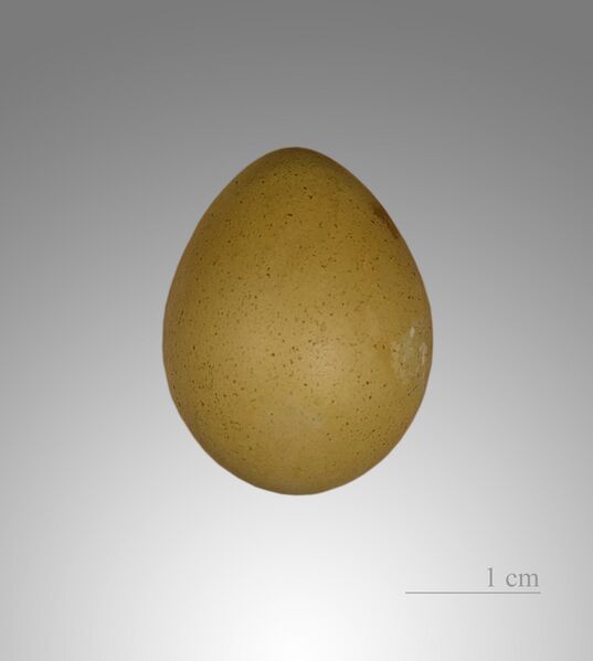 Файл:Caille de Chine MHNT.jpg