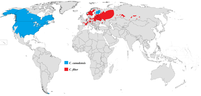 Файл:Castor range.png