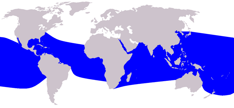 Файл:Cetacea range map Spinner Dolphin.PNG