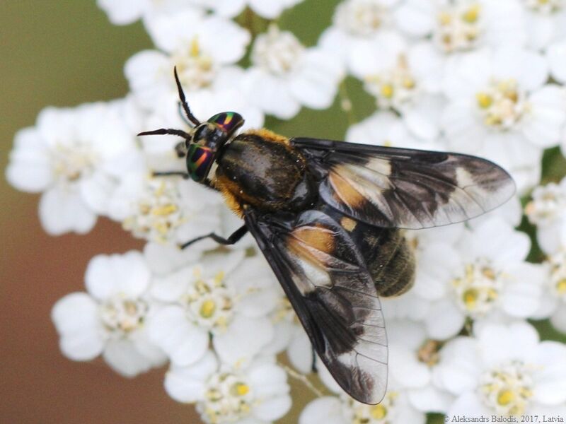 Файл:Chrysops caecutiens 02.JPG