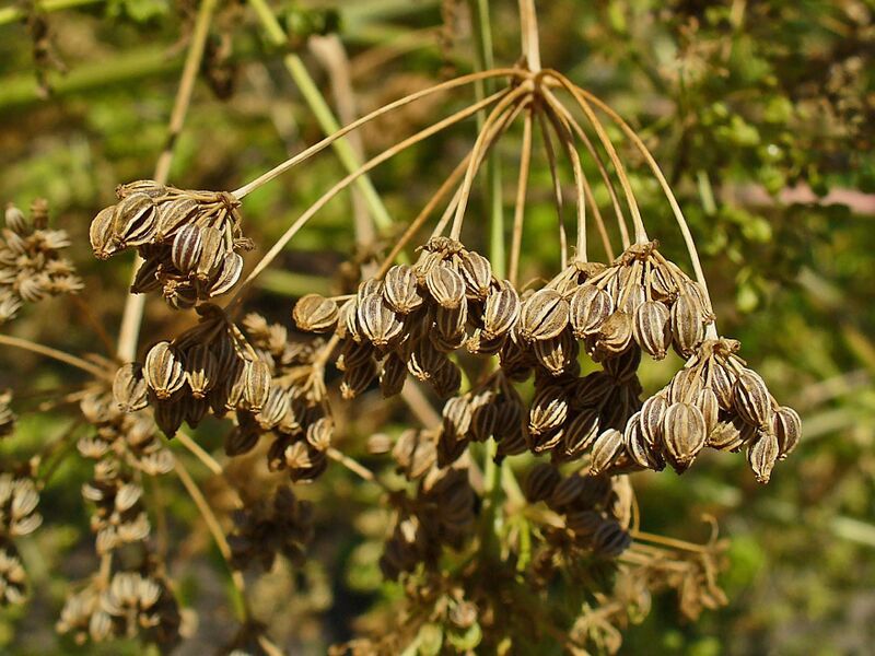 Файл:Conium maculatum 003.JPG