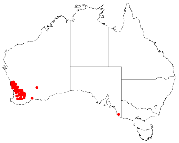 Файл:Hakea gilbertiiDistMap57.png