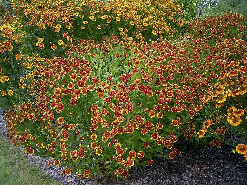 Файл:Helenium Fiesta.jpg