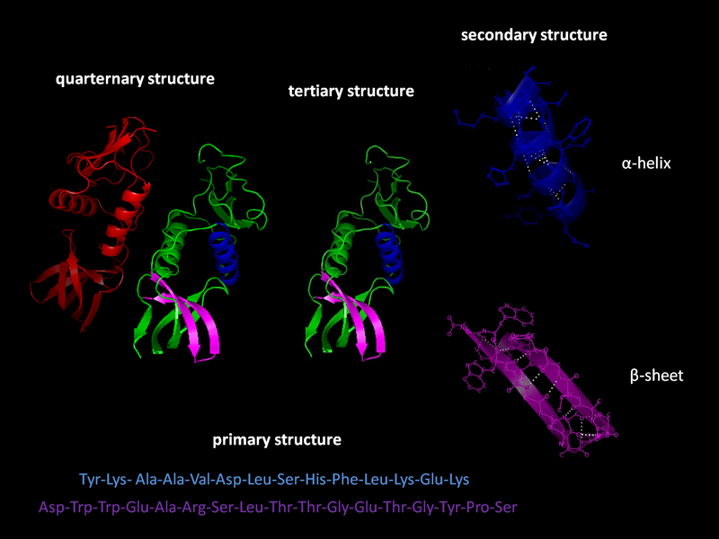 Файл:Protein structure.png