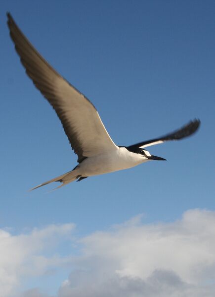 Файл:Sterna fuscata flight.JPG
