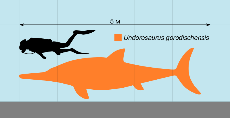 Файл:Undorosaurus Scale.svg