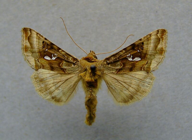 Файл:Autographa macrogamma 01.JPG