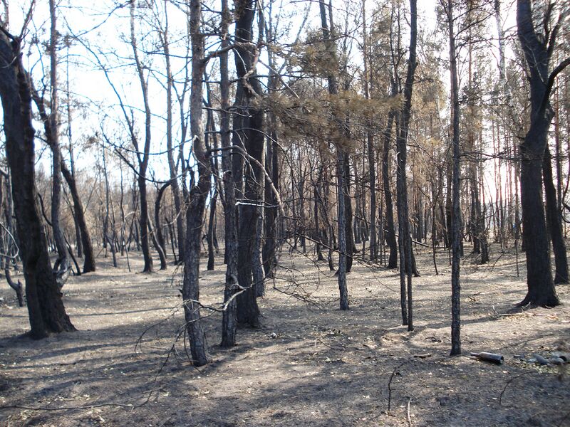 Файл:Burned forest.JPG