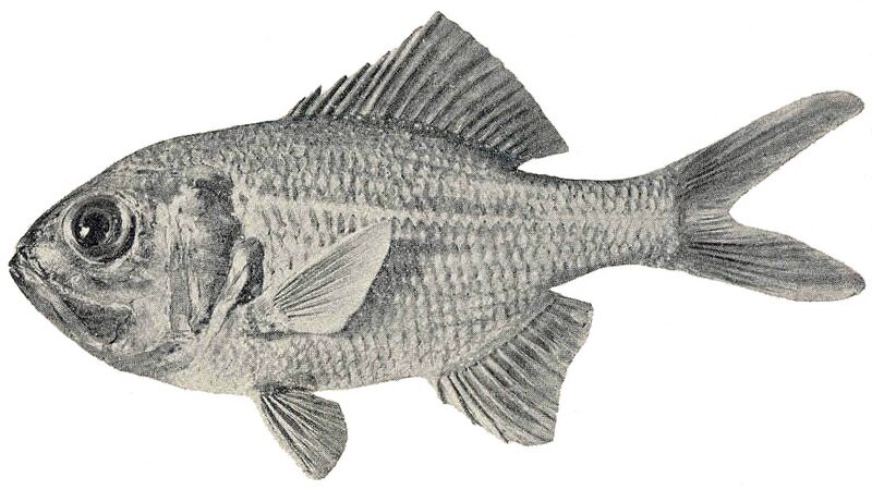 Файл:FMIB 45615 Trachichthodes gerrardi.jpeg