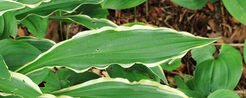 Файл:Hosta Stiletto.JPG