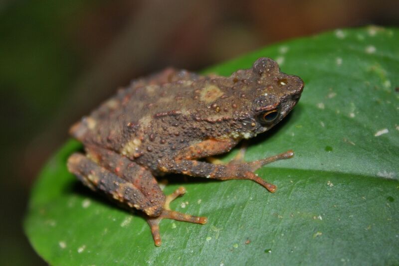 Файл:Kinabalu Slender Toad (Ansonia hanitschi)5.jpg