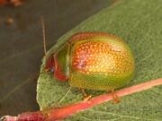 Paropsisterna