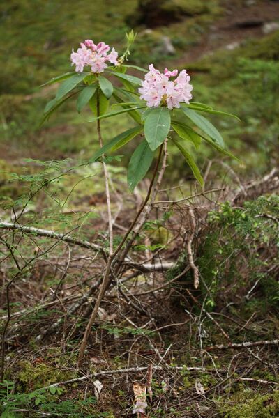 Файл:Rhododendron macrophyllum 4974.JPG