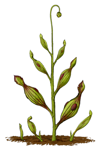 Файл:Archaeamphora longicervia.png