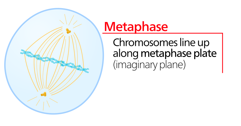 Файл:Metaphase.svg
